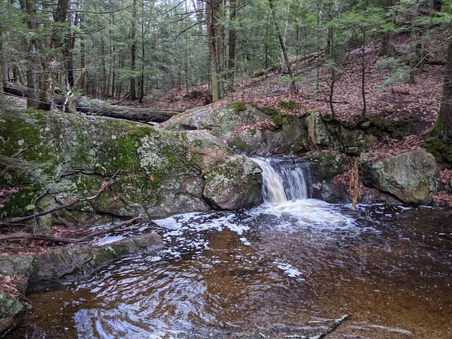 Opacum Land Trust: Dingley Dell Conservation Area - Image 2