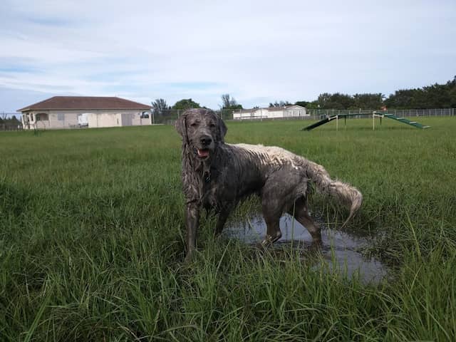 Steven L. Josias Dog & Equestrian Park - Image 2