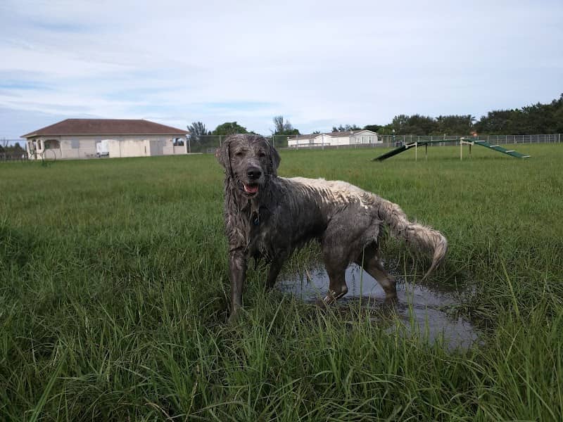 Steven L. Josias Dog & Equestrian Park - Image 2