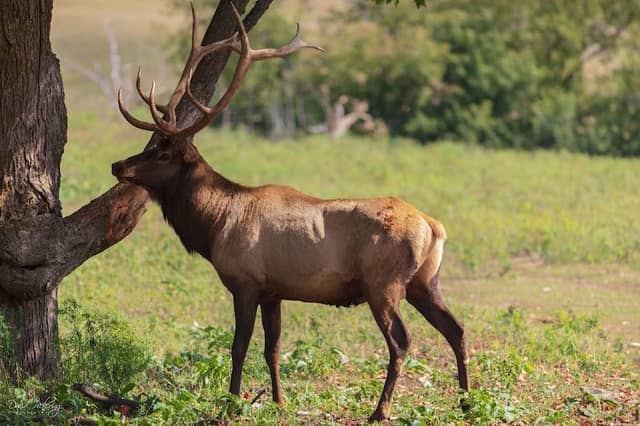 Gaylord's City Elk Park - Image 1