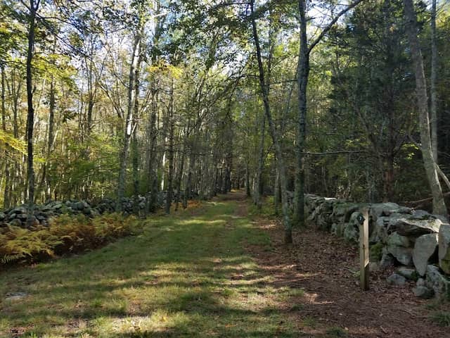 Copicut Woods - Image 2