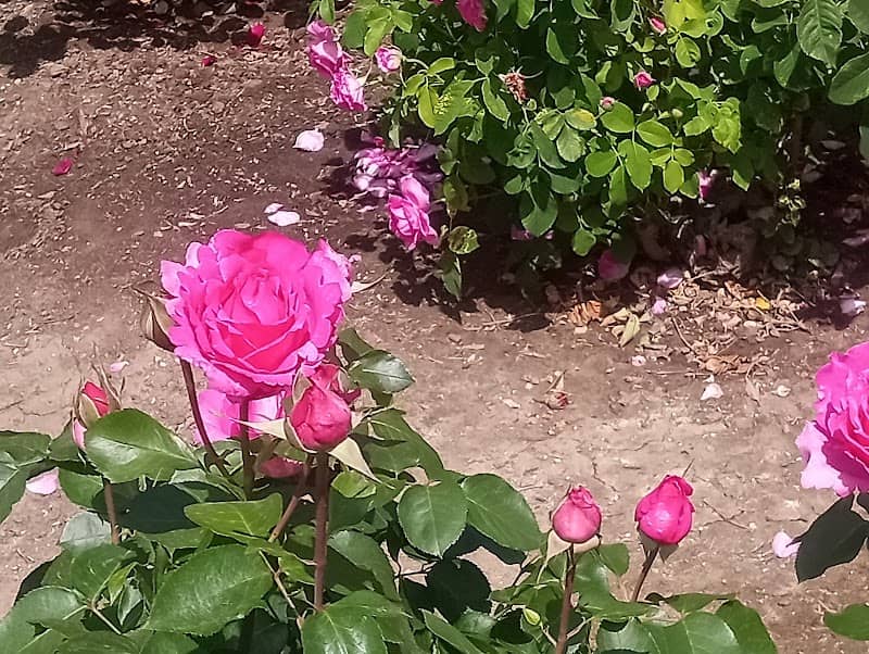 Rose Garden - Image 1