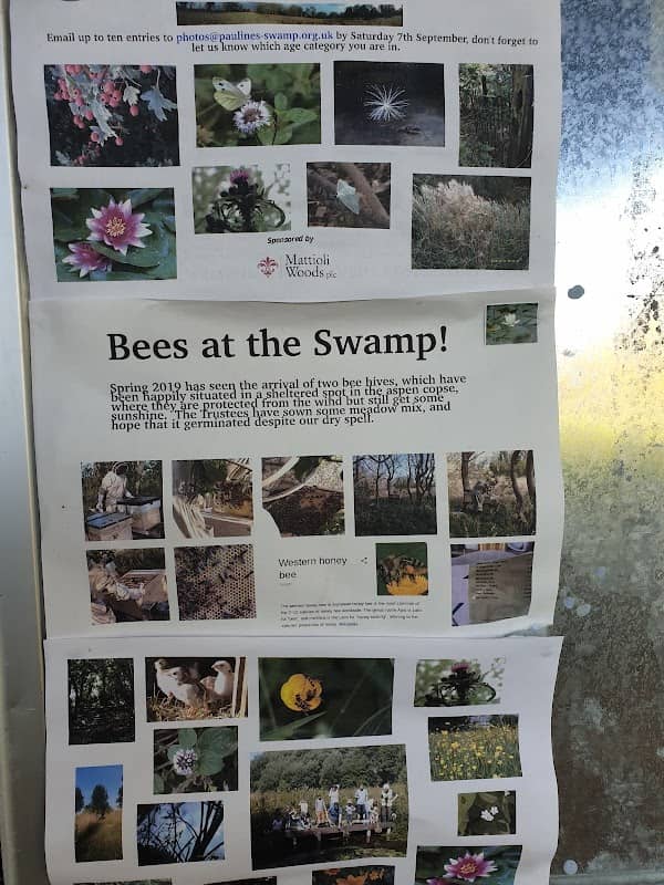 Pauline's Swamp - Image 1