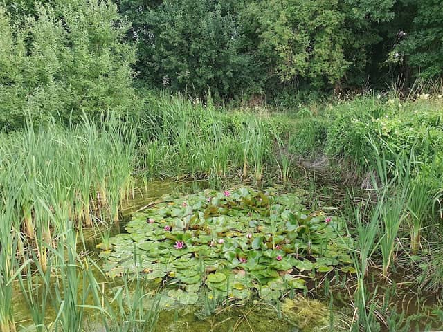 Pauline's Swamp - Image 2
