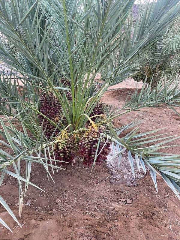 مزرعة عبدالوهاب بن عبدالمحسن السيد - Image 1