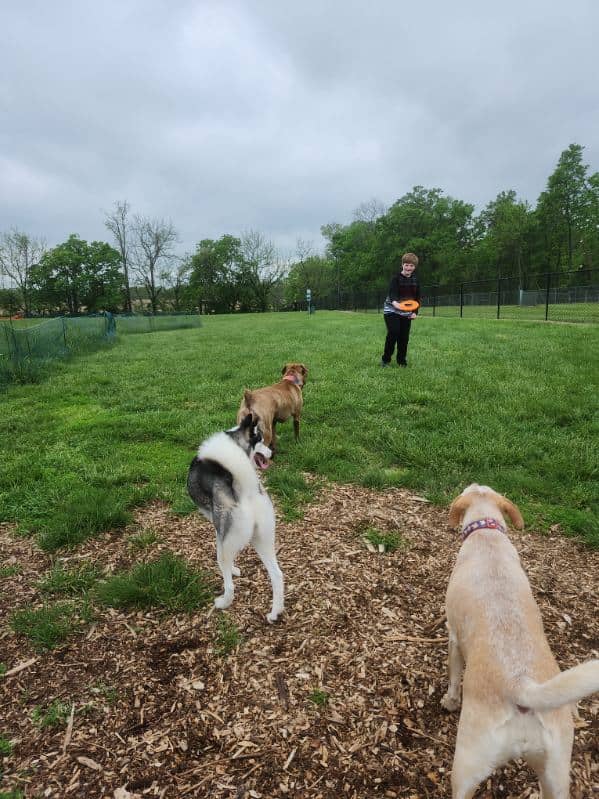 Sam Michael’s Dog Park - Image 2