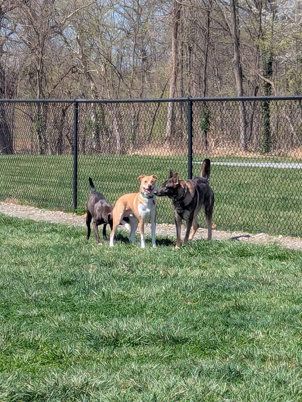 Sam Michael’s Dog Park - Image 1