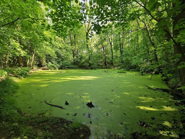 Park Opičák - Image 1