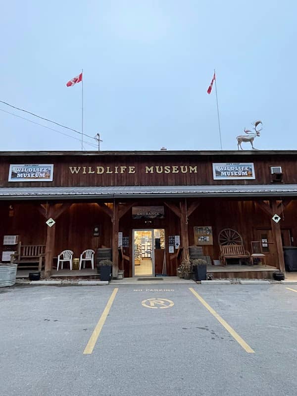 Wildlife Taxidermy Studios - Image 1