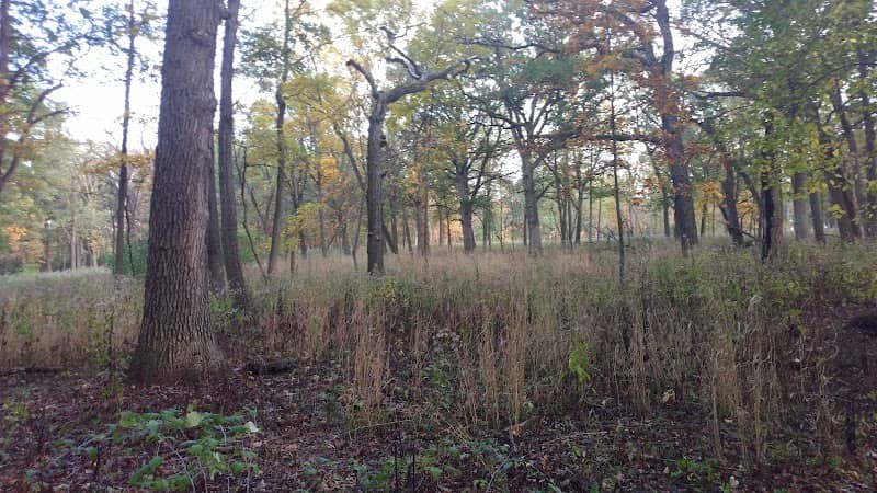 Theodore Stone Forest - Image 1