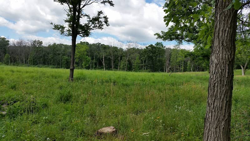 Theodore Stone Forest - Image 2