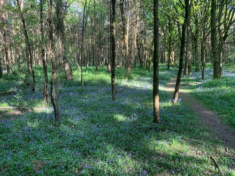 Oakley Wood - WWT - Image 1