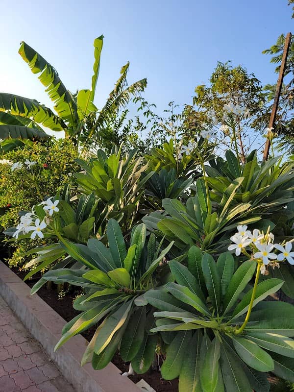 Ratan Farm - Image 1