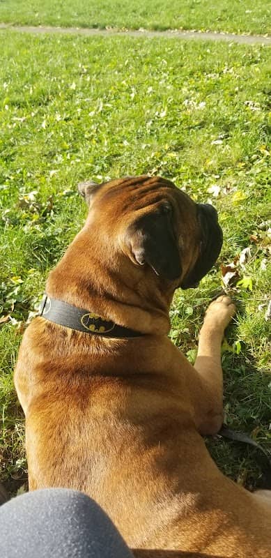 Harvard Dog Park - Image 1