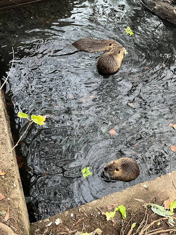 Nutria Family Spot - Image 2