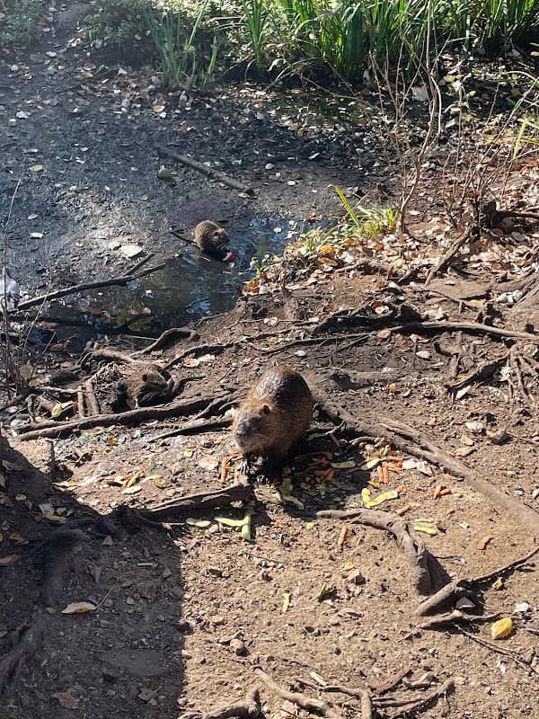 Nutria Family Spot - Image 1