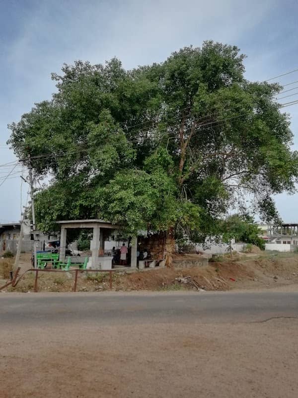 KOTHAPALEM RAAVI CHETTU - Image 1