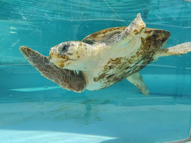 Loggerhead Park - Image 1