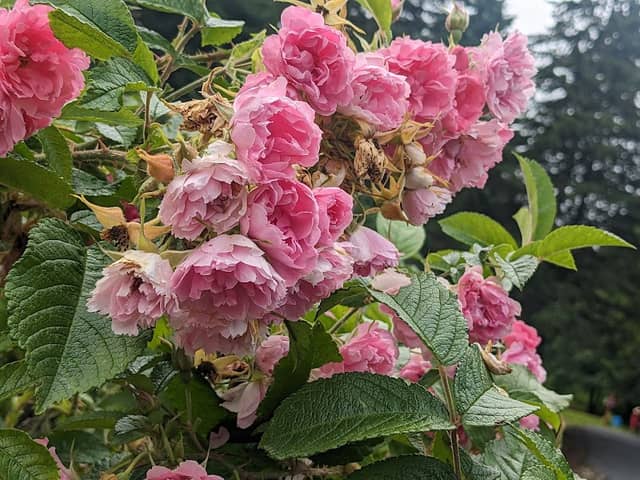 Fredericton Botanic Garden - Image 3