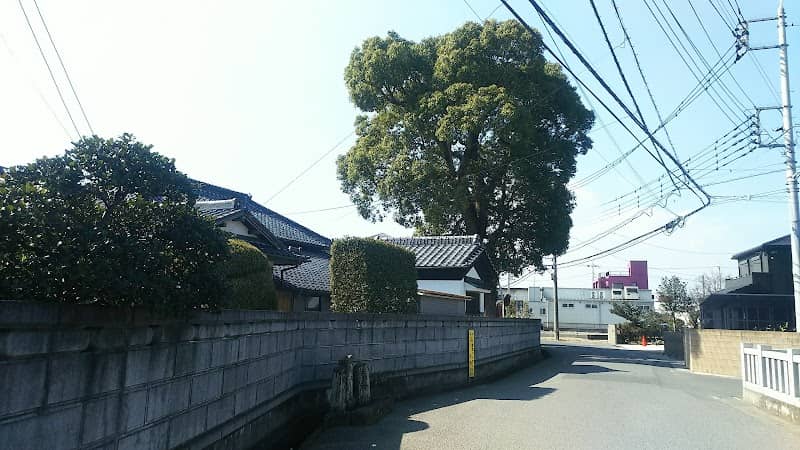 田中家のクスノキ - Image 1