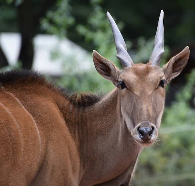 Zoo Kaiserslautern - Image 1