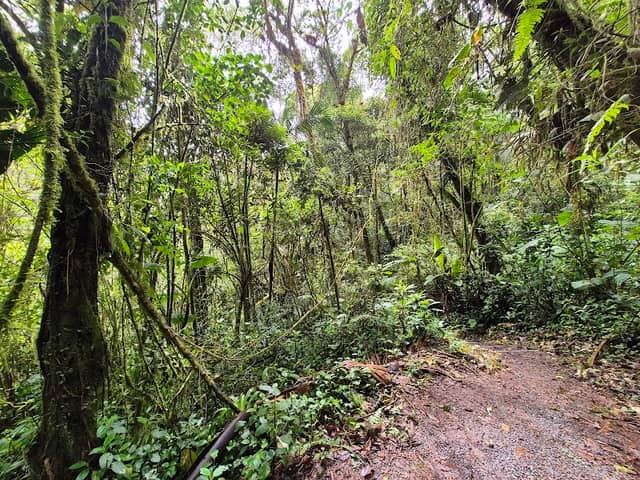 Reserva de la Biósfera La Amistad Panamá - Image 1