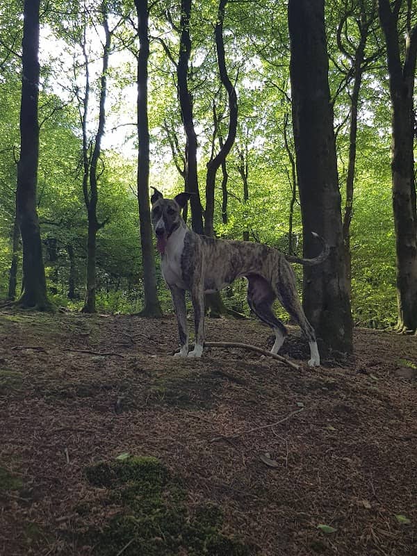 Beacon Hill Woods - Image 2
