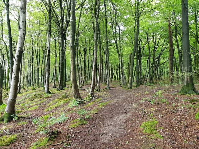 Beacon Hill Woods - Image 1