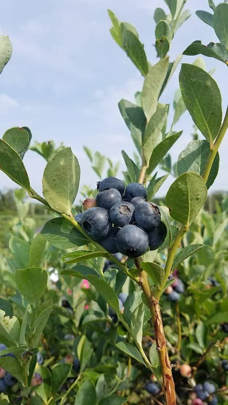 Nesbit Blueberry Plantation - Image 1
