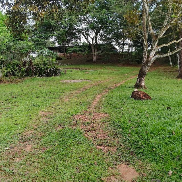 Finca Flores - Image 1