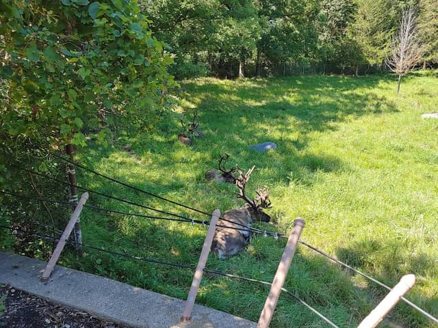 Caribou Enclosure - Image 1