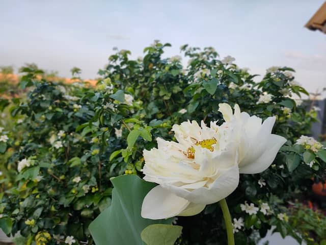 Terrace&Garden - Image 1