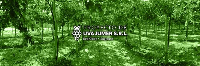 Proyecto de Uva JUMER SRL - Image 1