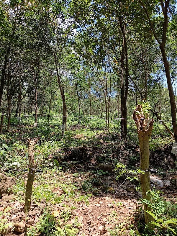 Thottakkara Estate - Image 1