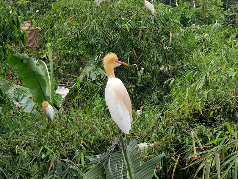 Petulu Heron Bird Colony Watch Point - Image 1