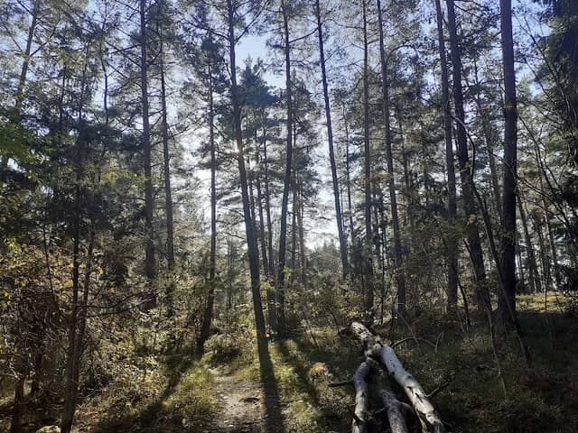 Mulleskogen - Image 1