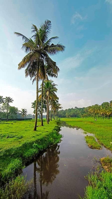 Kunnathery Paddy field View Point - Image 2
