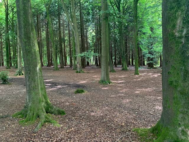 West Wood - Image 2
