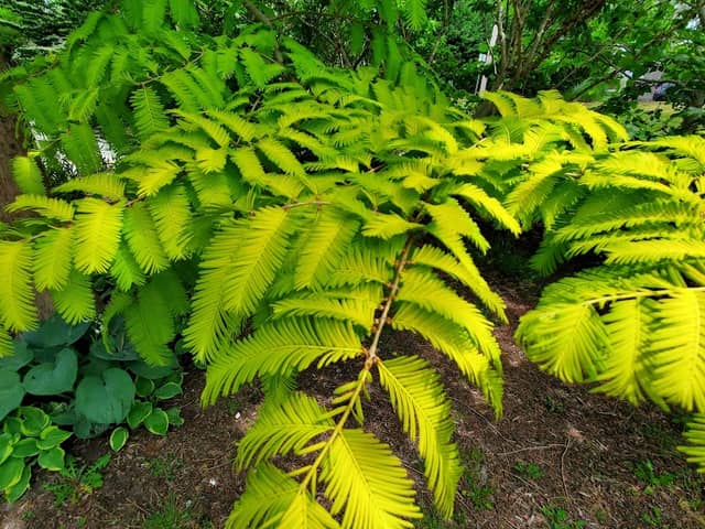 Linwood Arboretum - Image 2