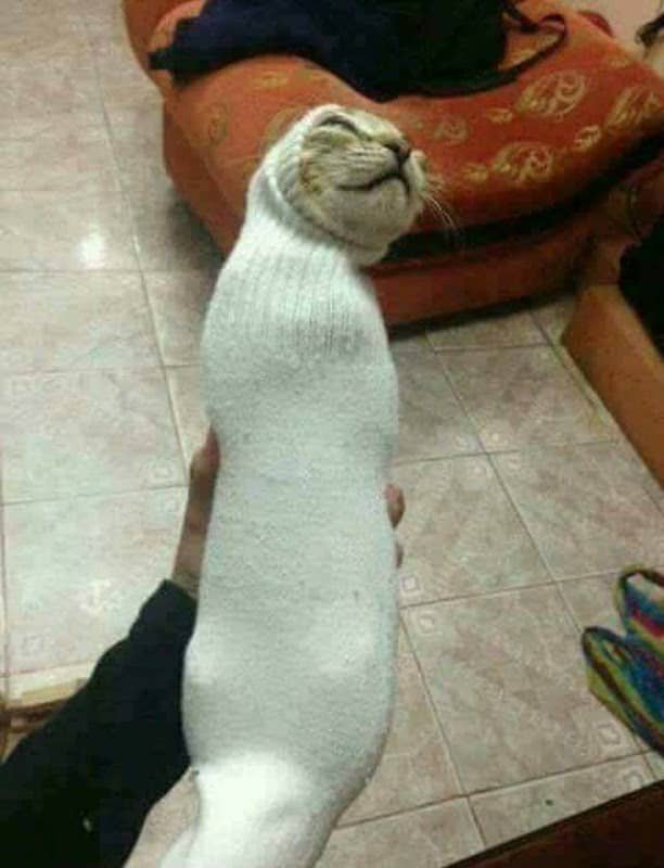 Realy cool white dog - Image 1