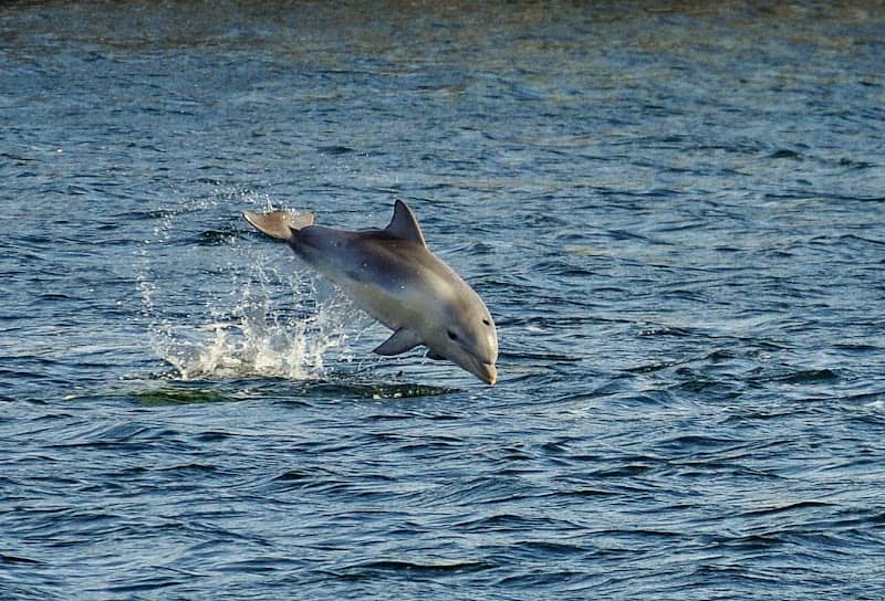 Adelaide Dolphin Sanctuary - Image 2