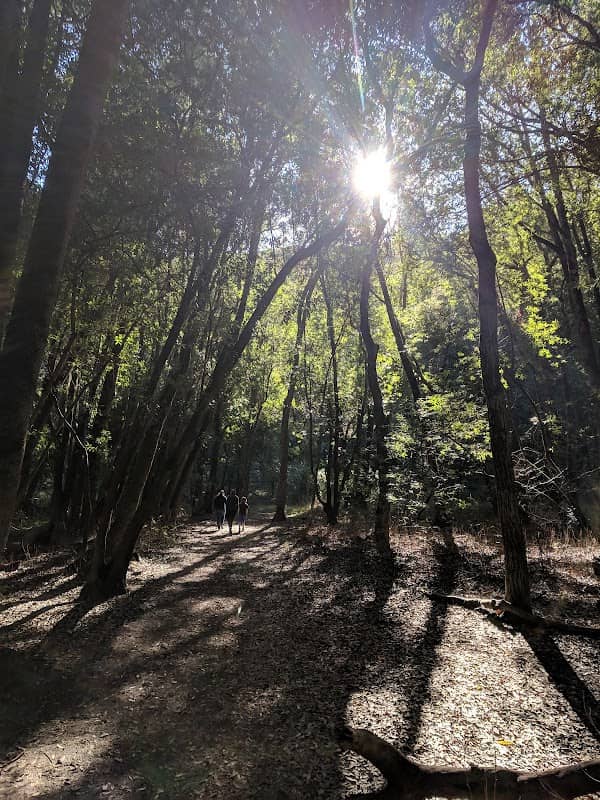 Dwarf Oak Trail Trailhead (Mount Burdell) - Image 1