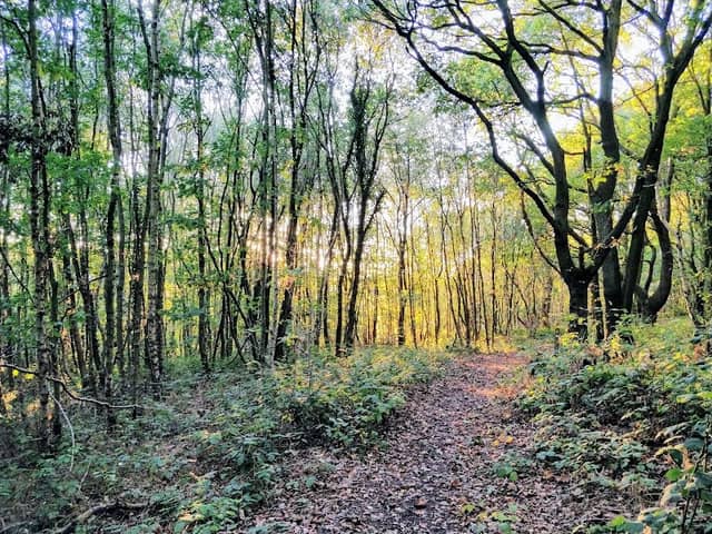 Canklow Woods - Image 2