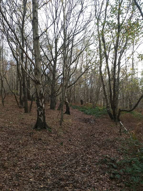 Canklow Woods - Image 1
