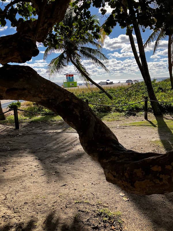 The Tree at Pompano Beach - Image 1