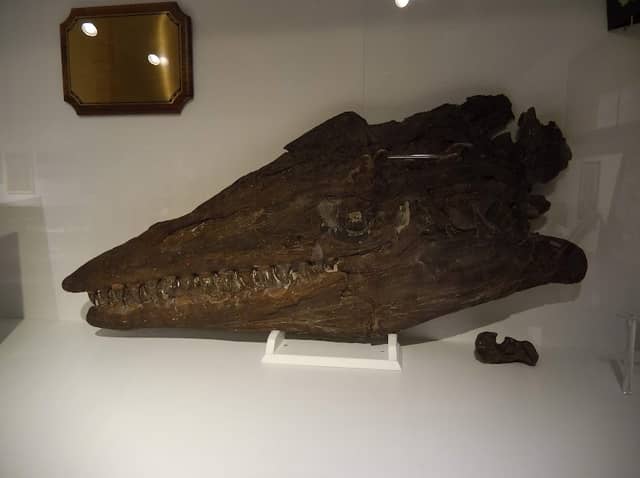Fick Fossil & History Museum - Image 1