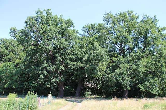 Rohrhausgarten - Image 1