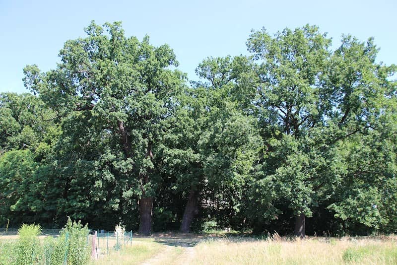 Rohrhausgarten - Image 1