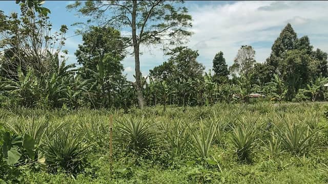 Desa Wisata Antapan (Antapan Tourism Village) - Image 2