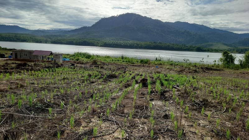 Padi HumaTasik Beris - Image 1